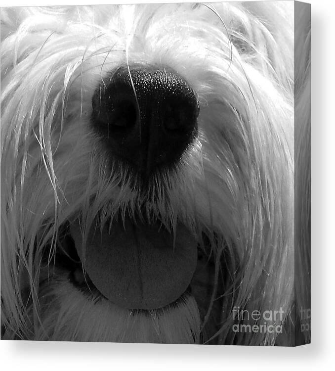 Old English Sheepdog Photographs Canvas Print featuring the photograph Timmy Tongue by Alene Sirott-Cope