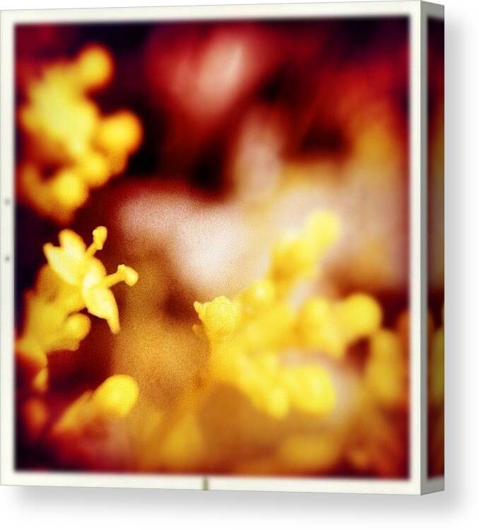 Flower Canvas Print featuring the photograph Tiny Blooms. #hipstachallenge by Molly Slater Jones