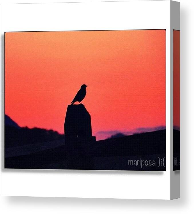 Nature Canvas Print featuring the photograph Tiny Silhouette at Dusk by Mari Posa