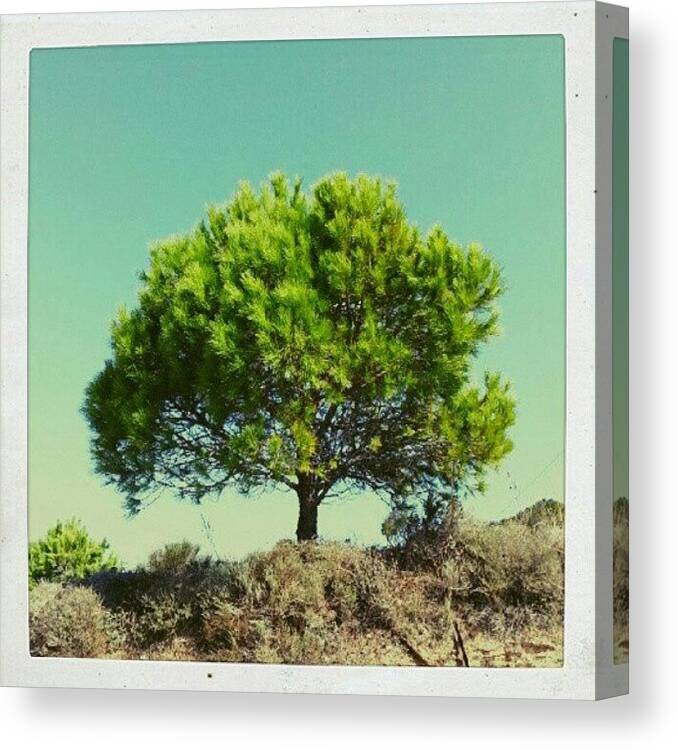 Insta_trees Canvas Print featuring the photograph Todays Postcard From Zakynthos Greece by Thomas Berger