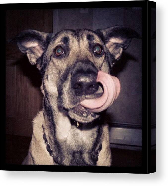 Bestfriend Canvas Print featuring the photograph #tongue #dog #bestfriend #delilahlilly by Angela Davis