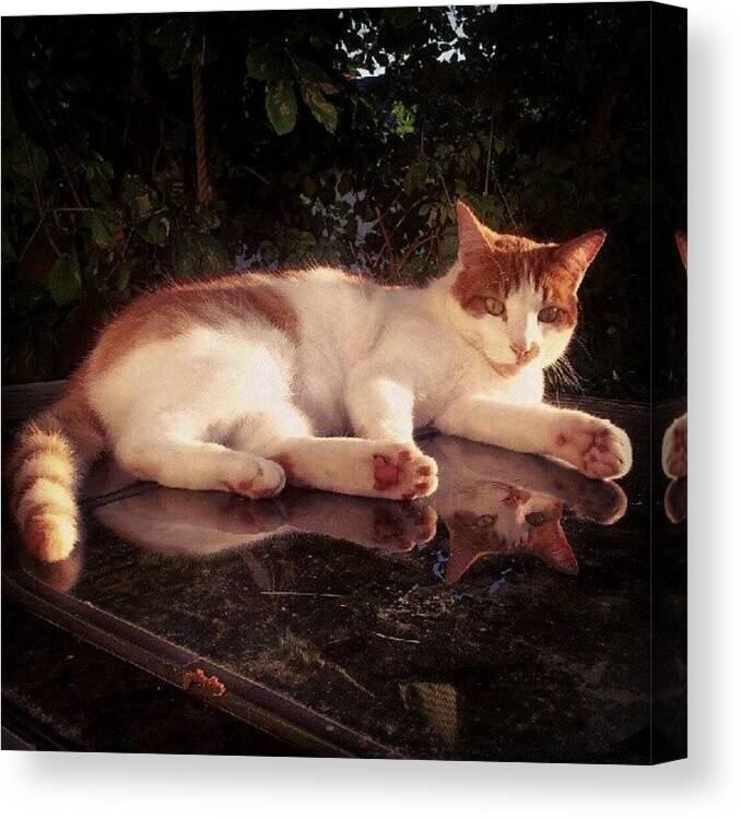 Androidgraphy Canvas Print featuring the photograph #torquay #mycat #pumpkin #clevercat by Rachel Lavender