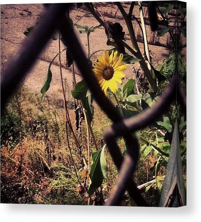 Golden Canvas Print featuring the photograph Trailer Trash?🌻 #flower #sunflower by Claudia Gordon
