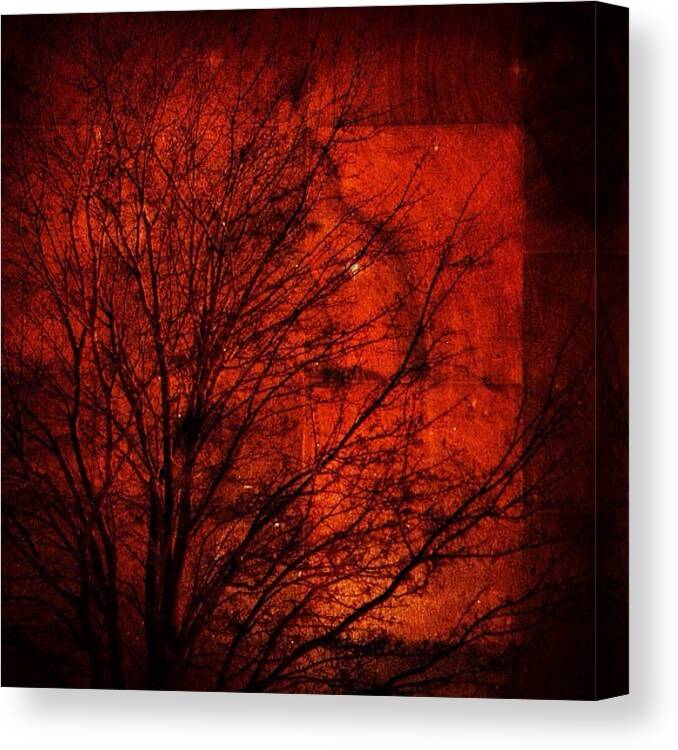 Tree Canvas Print featuring the photograph Transform. by Bunnie C