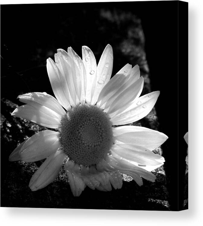 Flower Canvas Print featuring the photograph Translucent Daisy by Cindy Haggerty