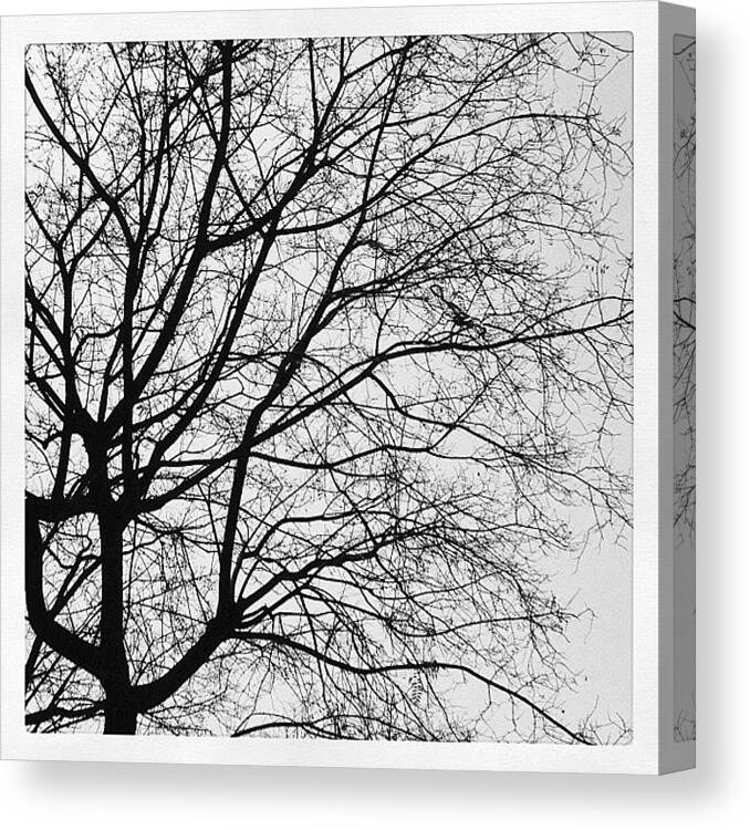 Galhos Canvas Print featuring the photograph #tree #arvore #galhos #pb #bw #black by Bruno Takai