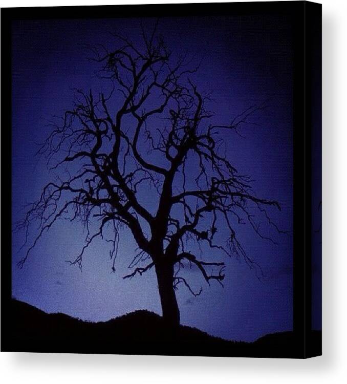 Blue Canvas Print featuring the photograph Tree At Dawn by Susannah Mchugh
