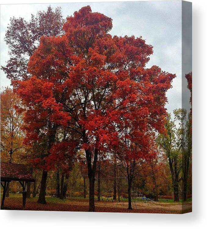 Leaf Canvas Print featuring the photograph #tree #fall #foliage #fallfoliage #red by Ross Shaffer