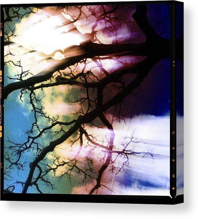 Rainbow Canvas Print featuring the photograph #tree #nature #ilovethis #effects by Brookiee 