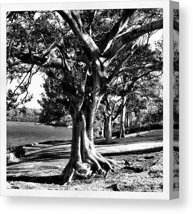 Bwlove Canvas Print featuring the photograph Tree Of Life #blackandwhite by Kendall Saint