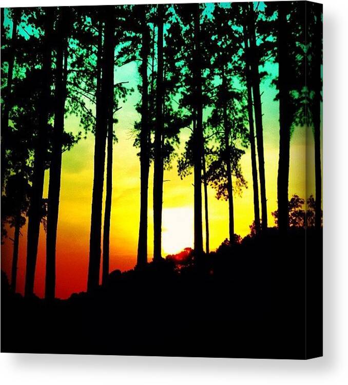 Instatrees Canvas Print featuring the photograph Tree Shadow by Katie Williams