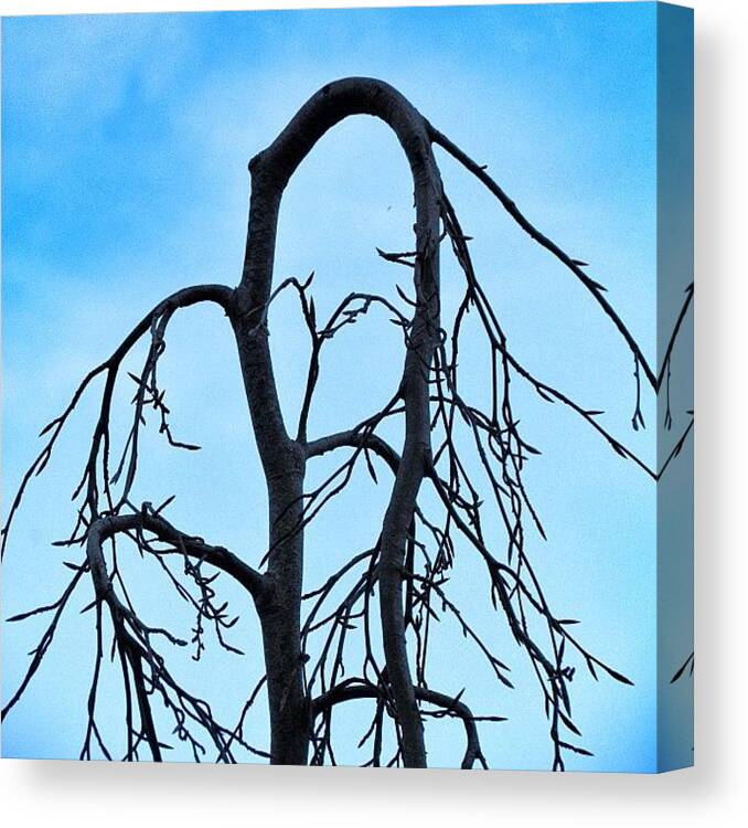 Blue Canvas Print featuring the photograph #tree #shape #sky #blue #0 by Kee Yen Yeo