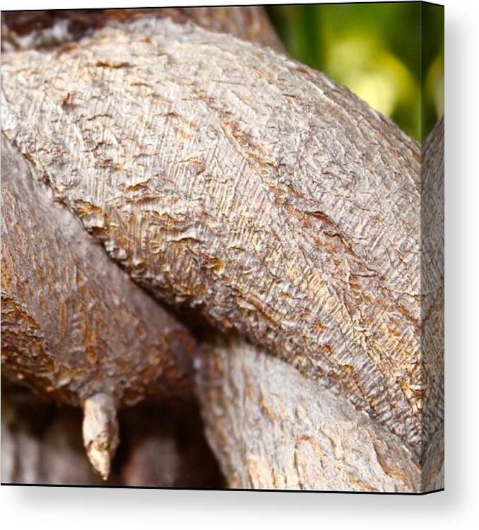 Bark Canvas Print featuring the photograph Bark Texture by Justin Connor