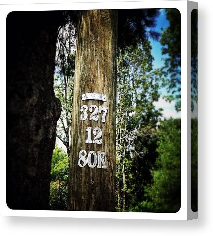 Teamrebel Canvas Print featuring the photograph Tree Type by Natasha Marco