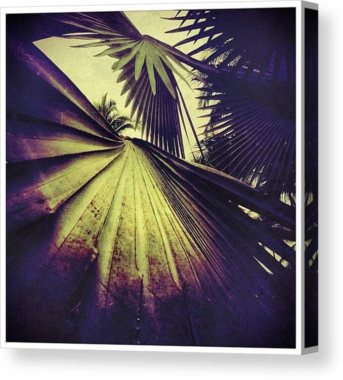 Navema Canvas Print featuring the photograph Tropical Foliage by Natasha Marco