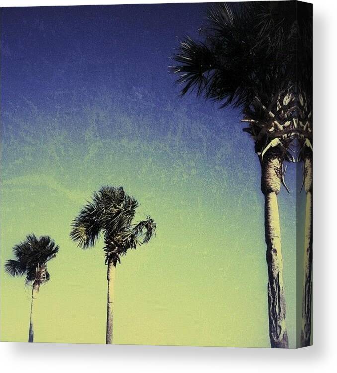 Nature Canvas Print featuring the photograph #tropical #miami by Joel Lopez