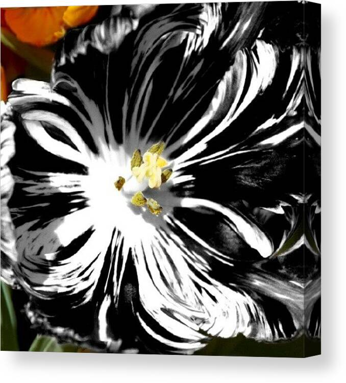 Pretty Canvas Print featuring the photograph Tulip Goes Wild by James Granberry