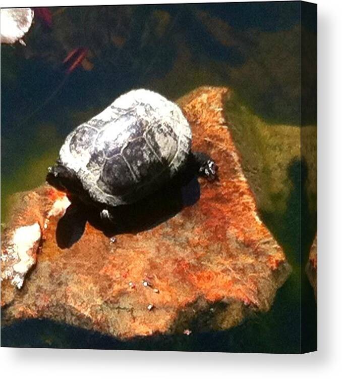 Turtle Canvas Print featuring the photograph #turtle #nature #instagram #animal by Victor Wong