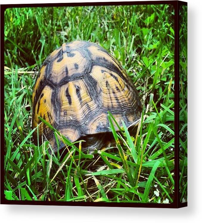 Turtle Canvas Print featuring the photograph #turtle #shell #boxturtle #hide #hiding by Virginia Lockman