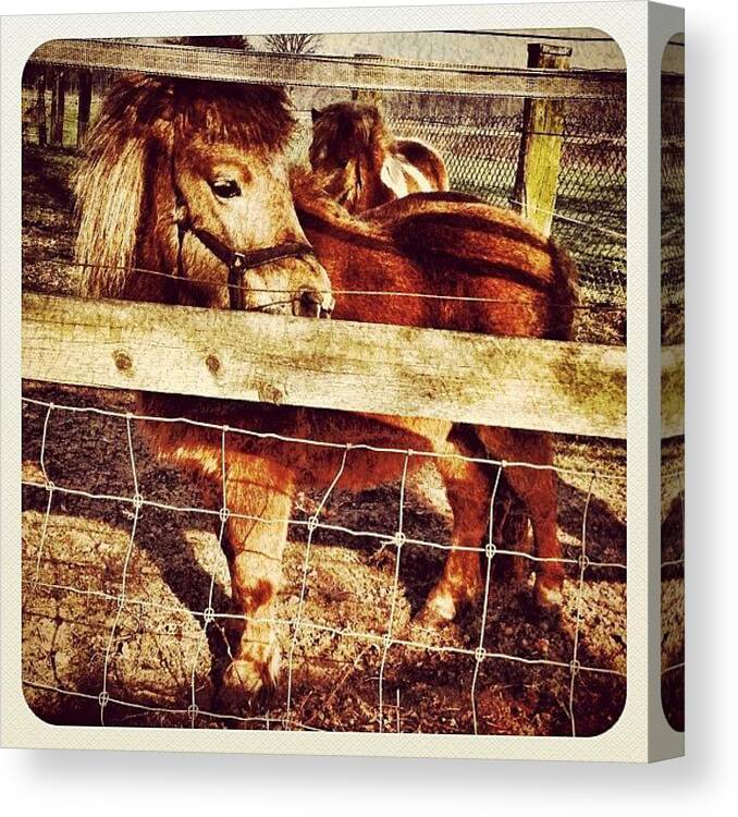 Jj Canvas Print featuring the photograph Two Pony's by Wilbert Claessens