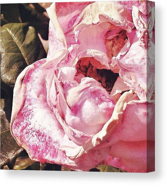 Iphoneology Canvas Print featuring the photograph Una Rosa Senza Spine Va A Pila by Francesca Sara