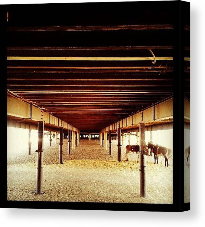 Donkey Canvas Print featuring the photograph Under Britannia Pier #pier #donkey by Invisible Man