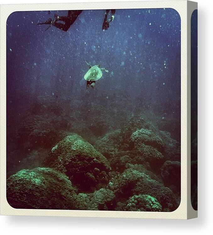 Turtle Canvas Print featuring the photograph Under The Sea by Kim Hudson