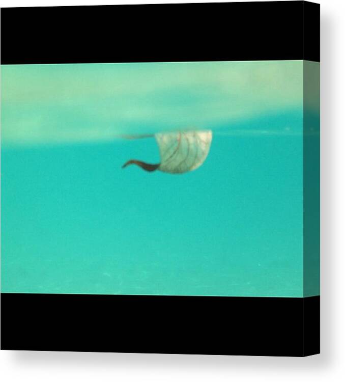 Beautiful Canvas Print featuring the photograph Underwater Leaf # Iphone 4s #underwater by Ippe Fifty