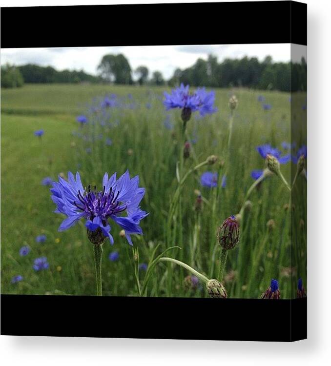  Canvas Print featuring the photograph Unedited , Taken In Goochland, Virginia by Joshua Leder