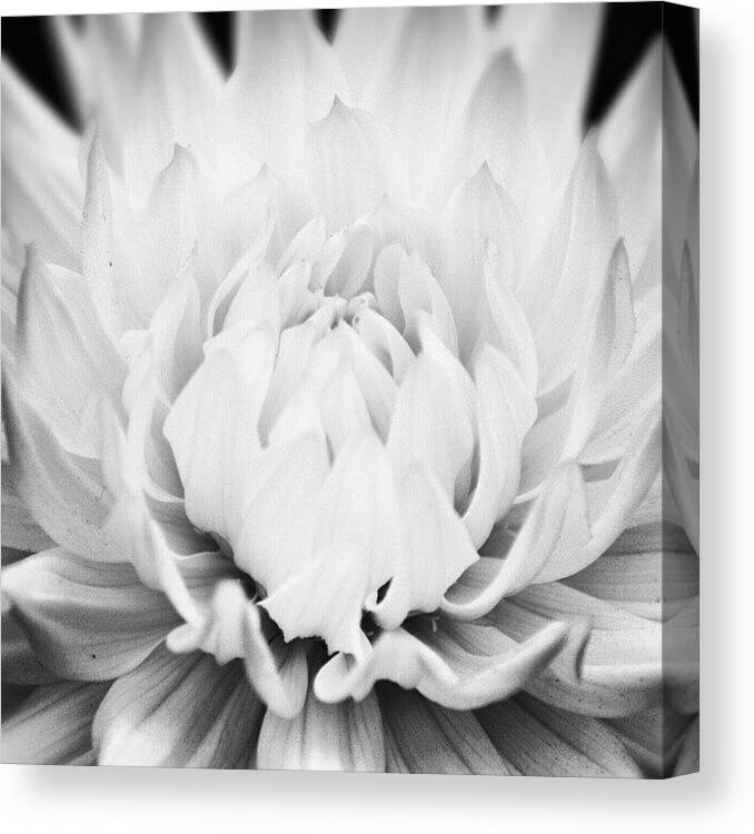 Beautiful Canvas Print featuring the photograph Unfurl by Ben Smith