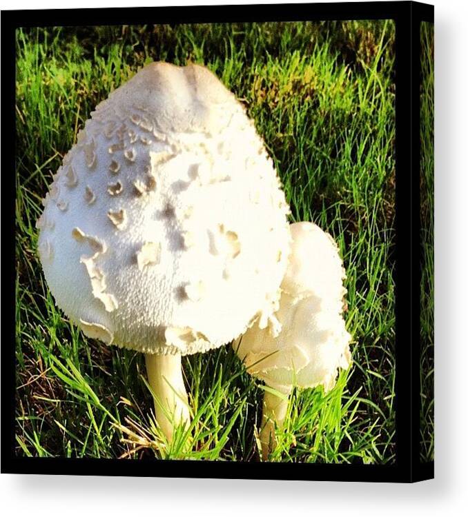 Mushrooms Canvas Print featuring the photograph Unusual Objects...... #mushrooms😖 by Montrae Harris