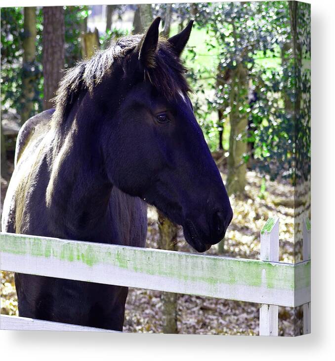 Horse Canvas Print featuring the photograph Upclose and Personal by La Dolce Vita