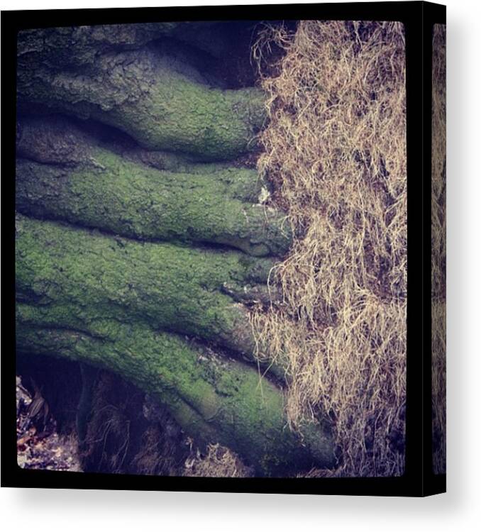  Canvas Print featuring the photograph Uprooted Tree by Chris Jones