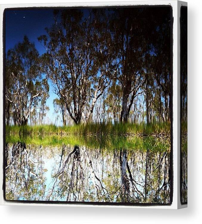 Everglades Canvas Print featuring the photograph #upsidedown #uppernoosariver #cooloola by Tony Keim