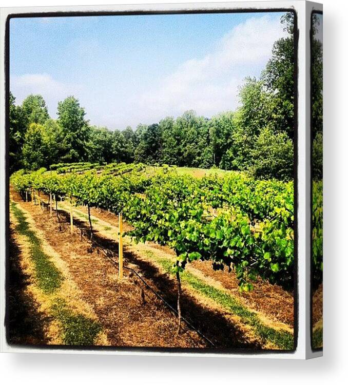 Juice Canvas Print featuring the photograph #vineyard #backyard #grapes #vines by Virginia Lockman