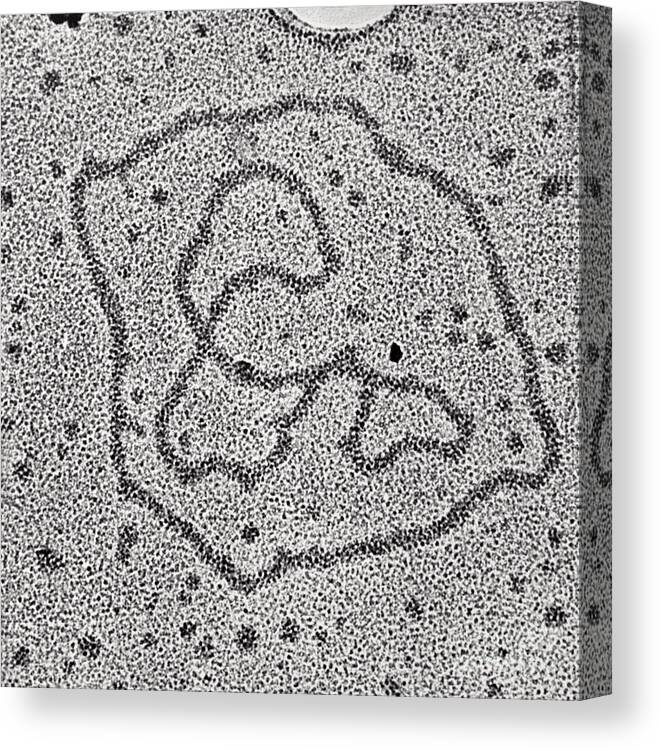 Transmission Electron Micrograph Canvas Print featuring the photograph Viral Dna Rings by Photo Researchers, Inc.