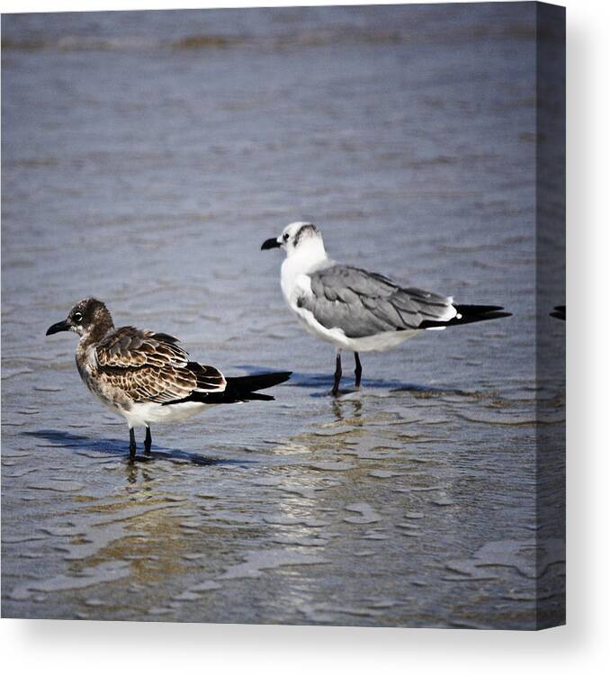 Sunlight Canvas Print featuring the photograph Waders by Teresa Mucha