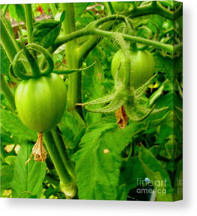 Gardening Canvas Print featuring the photograph Waiting For The Harvest by Rory Siegel