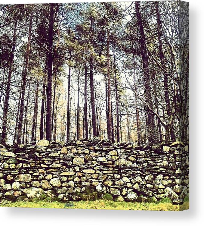 Cumbria Canvas Print featuring the photograph Wall and Forest in Cumbria by Nic Squirrell