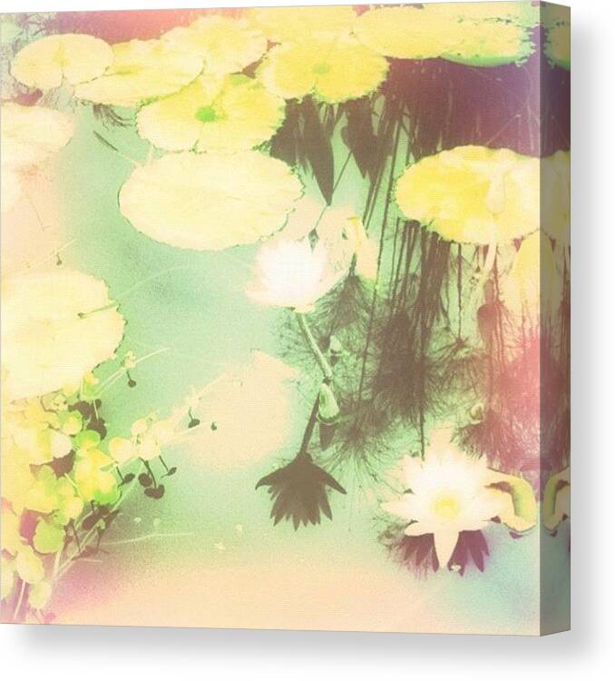 Water Canvas Print featuring the photograph Water Lilies by Susan Libby