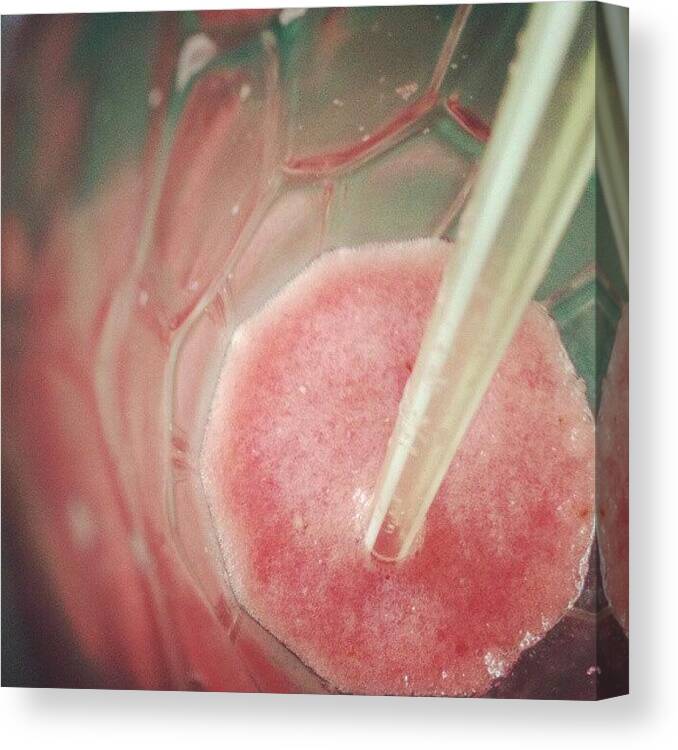 Juice Canvas Print featuring the photograph #watermelon #juice by Indraneel Banerjee