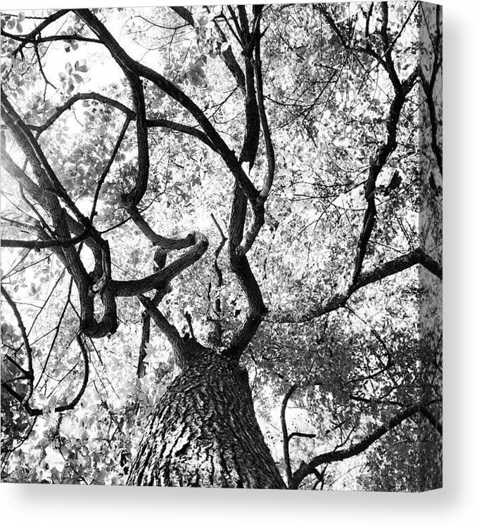 Branches Canvas Print featuring the photograph Wavy, Lovely Tree. @bbgardens by Molly Slater Jones