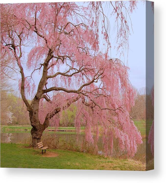 Cherry Blossom Trees Canvas Print featuring the photograph Weeping Spring- Holmdel Park by Angie Tirado
