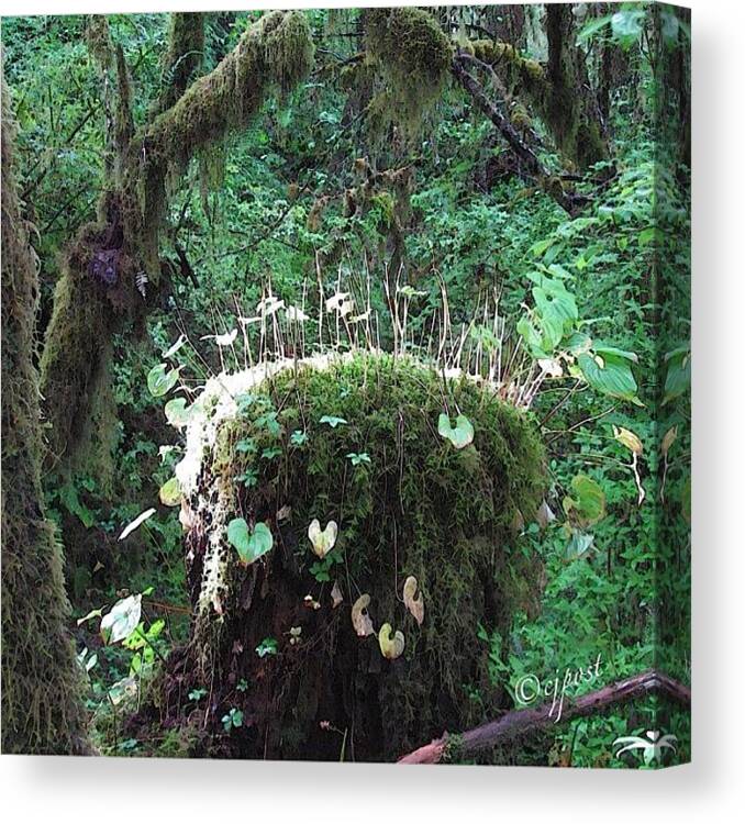 Treestump Canvas Print featuring the photograph Whimsy In The Rainforest 5of5 Sept 4 by Cynthia Post