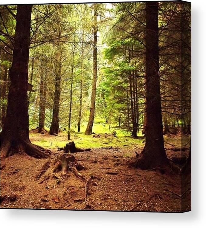 Gg Canvas Print featuring the photograph Whinlatter Forest by Mike Williams