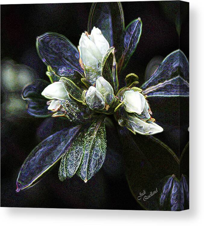 Flower Canvas Print featuring the photograph White Azelea Buds by Judi Quelland
