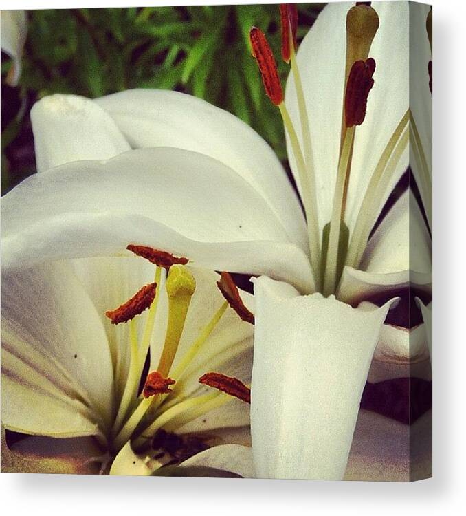 Beautiful Canvas Print featuring the photograph #white #daylily #green #flowers #lily by Cassidy Taylor