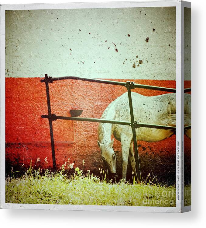 Horse Canvas Print featuring the photograph White horse II by Silvia Ganora