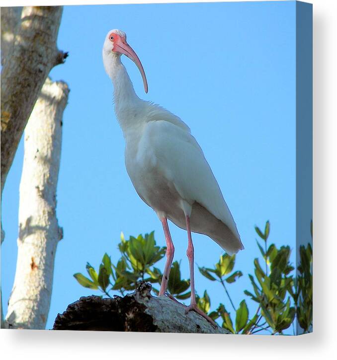 White Ibis Canvas Print featuring the photograph White Ibis in the Treetop by Judy Via-Wolff