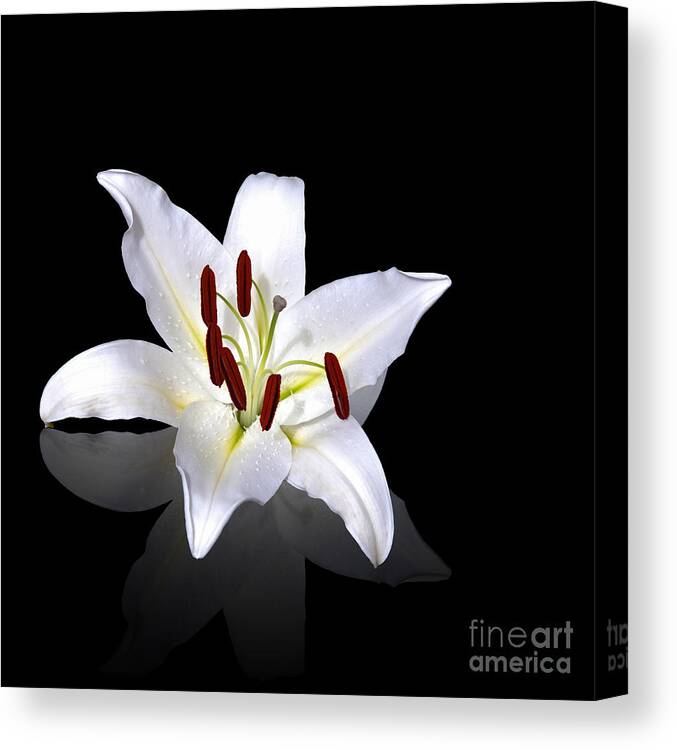 Anniversary Canvas Print featuring the photograph White lily by Jane Rix